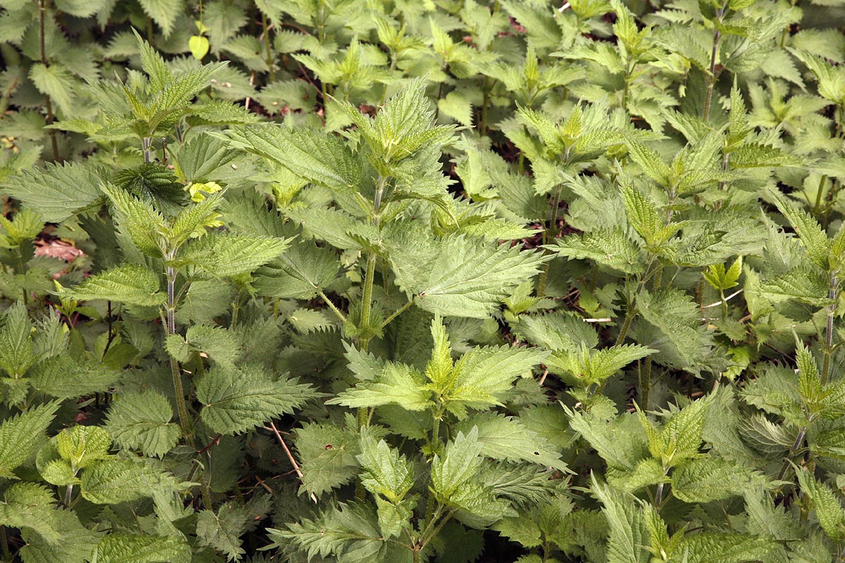 Stinging Nettles Urtica dioica