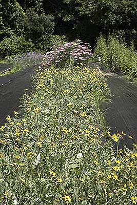 chocolate flowers and Yarrow