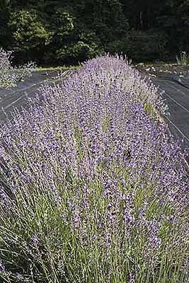 Row of lavender