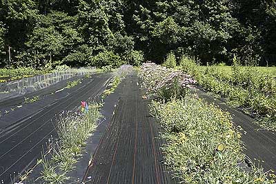 Main field with mulch