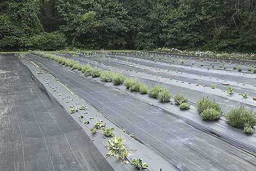 Main field with plastic mulch