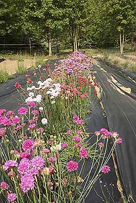 Thrift plants