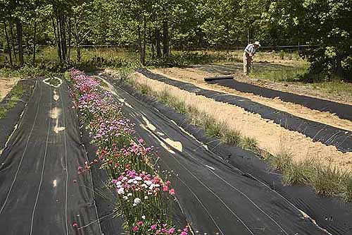 Laying mulch in side field with flowering thrift
