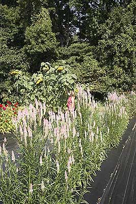 Cockscomb Flamingo and sunflowers