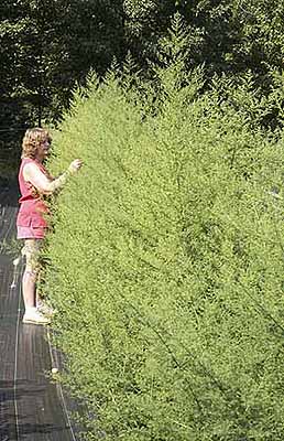 Sweet Annie plants before harvest