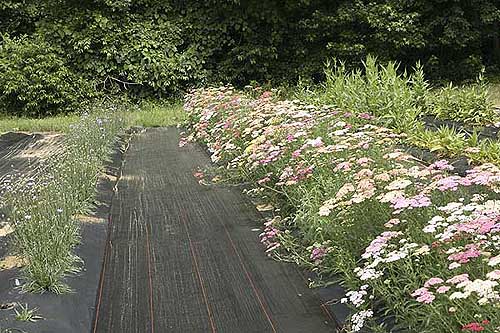 Yarrow and cupids dart crops