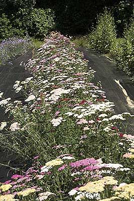 Yarrow plants before harvest