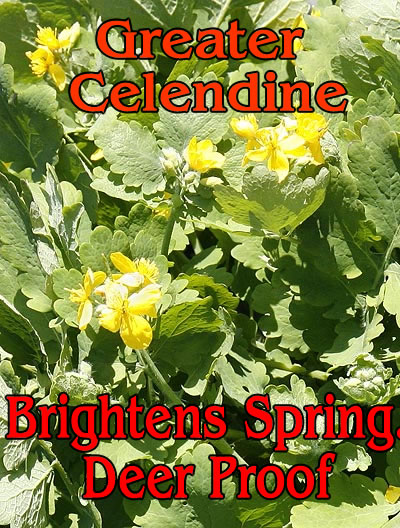 Celendine brightens spring