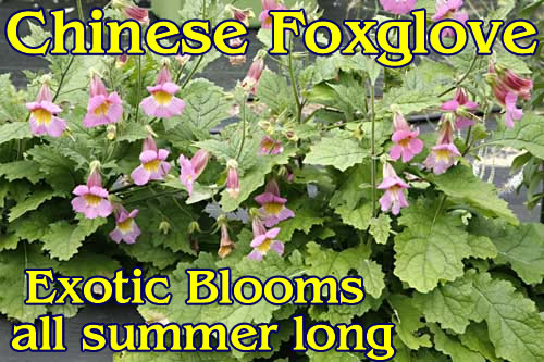 Chinese foxglove exotic blooms all summe