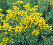 picture of Rue  <I>Ruta graveolens</I> 